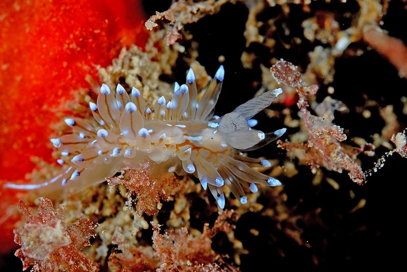 Carlos Haro, "arrasa" en el NAVFSUB 2013